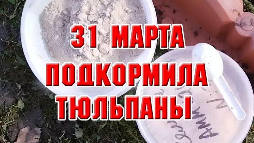 31 марта. Начала рыхлить и подкармливать тюльпаны
