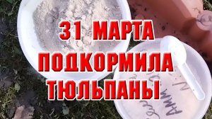 31 марта. Начала рыхлить и подкармливать тюльпаны