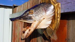 Как сделать чучело из головы ЩУКИ 🐊😲