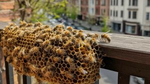 Пчелы проснулись на балконе! Что будет, если открыть улей в городе весной?