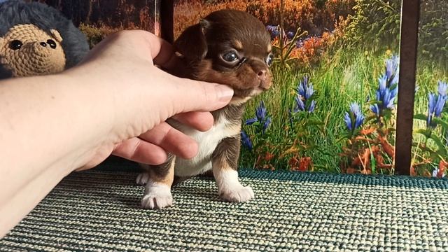 Еннифер остаётся с нами #купить_щенка_чихуахуа_продаю +79215950848