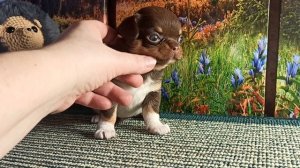 Еннифер остаётся с нами #купить_щенка_чихуахуа_продаю +79215950848