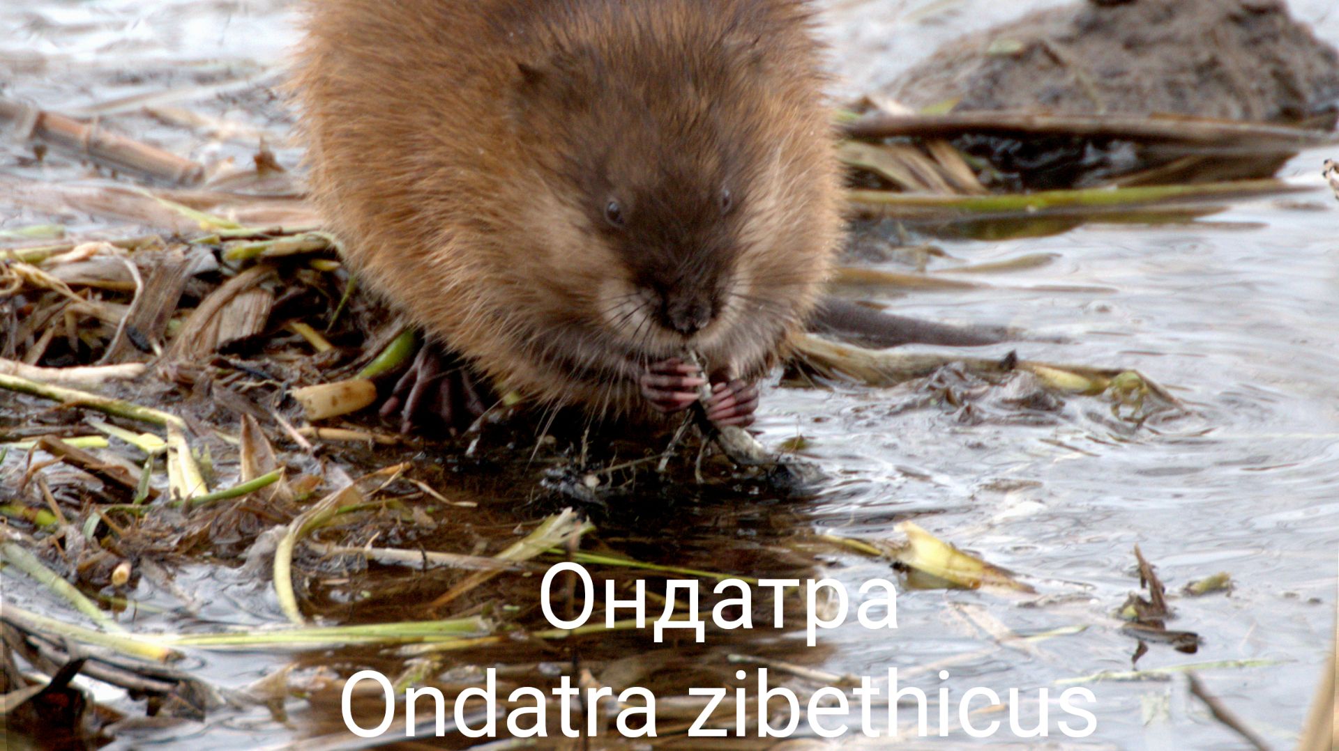 фотоохота Ондатра