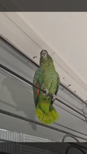 Попугай с деревни