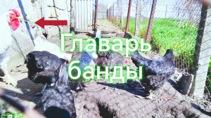 Деревенское утро: петух,куры и кошечка рядом