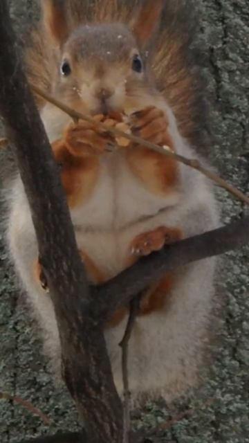 Белки - куряги