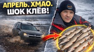 ЕЛЕ ДОЕХАЛИ... А ТАМ! РЫБАЛКА НА ЛЬДУ В АПРЕЛЕ В ХМАО! ШОК КЛЁВ!