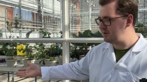 Провокационные посевы. Что это?