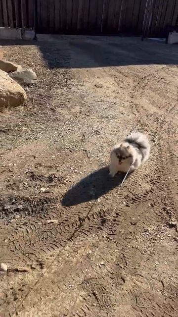 Прогулка Гайки (часть 2)