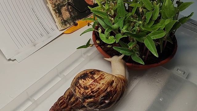 🐌 ДЖЕК ПРОБУЕТ СУПЕР ГОРОХ! 😱 | ЕМУ ПОНРАВИЛОСЬ! 🐌