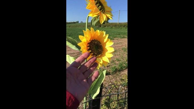 Подсолнухи, как настоящие. Видео из архива. Жизнь на английской ферме.