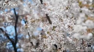 LIVE: C.A.Y. Records Digital Record Label