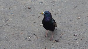 Белки и птички. Зарисовка