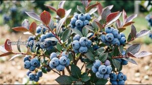 Голубика Саншайн Блю урожайная низкорослая Ростов-на-Дону | Дары Синеглазки