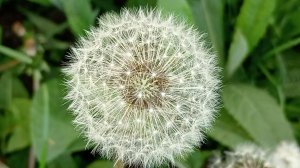 Седой Одуванчик