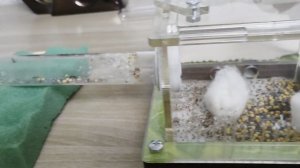 Жизнь муравьёв. 9 серия.