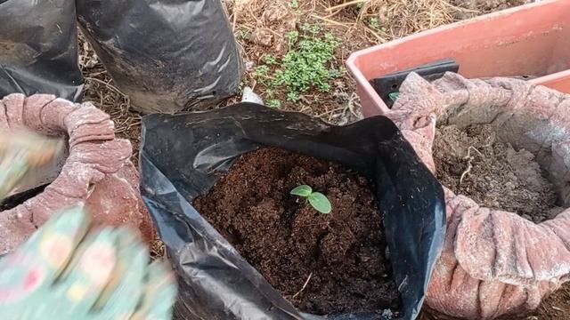 Посадила огурец 🥒 Муссон для раннего урожая