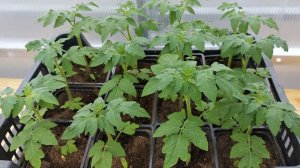 Моя рассада томатов, перцев, баклажан, цветов.