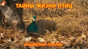 Тайны жизни птиц в природе – Индийский павлин от яйца до полета