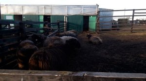 Козлы и бораны в загонах. Годовалые козлята.