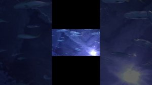 Вьетнам Нячанг Vinpearl океанариум/ март 2026г