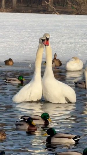 Танец любви