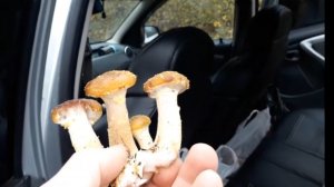 ПО ГРИБЫ  21ОКТЯБРЯ