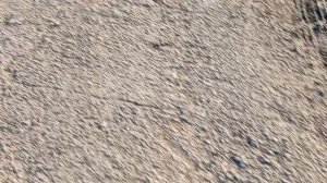 здеся мая прагулка пасматрите вечером 👍👍👍👍👍👍👍