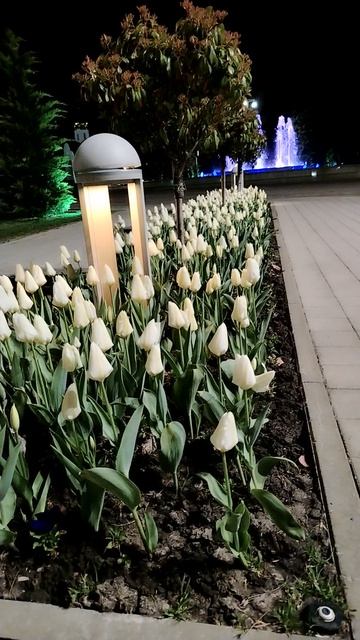 Тюльпаны, фонтан