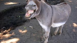 Ослиха Олюша поверила в себя