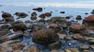 Скопление нефтепродуктов обнаружили на берегу Финского залива в Ленобласти.