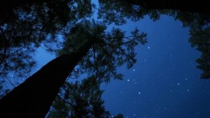 Детям и не только. Прекрасные звуки природы.