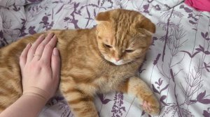 Умыванья-целованья🐱🥰☺