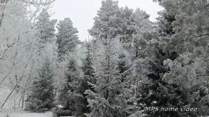 Зимняя сказка. Омск