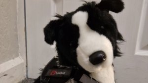 паспорт для Окси( идея из Пинтерест)