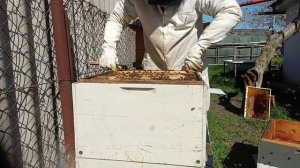 Пчелы 5 апреля.