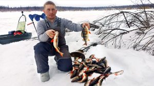 Озеро крупных окуней. Неделя в палатке. Быт в тайге. Трофейная рыбалка на севере. Ч.2