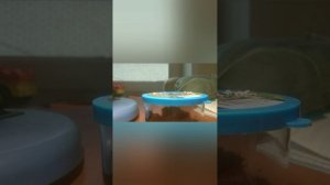 Video.Guru_20260405_185020784.mp4