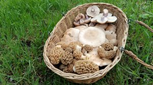 Красивейшие СМОРЧКИ и, по традиции, СИНЕНОЖКА. По грибы 5 апреля 2026 года.