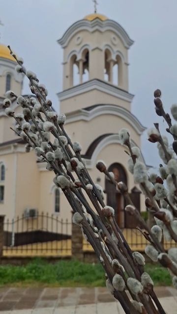 Всех поздравляю с праздником славным,
С Воскресеньем Вербным, православным!