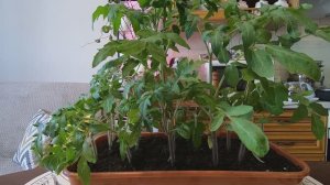 Растения для дачи. Новинка сезона 2026 год