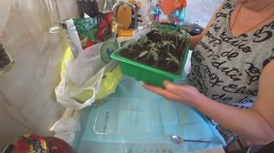 Влог: рассада, мягкая помадка и лайфхак с яйцами 🍅🥚