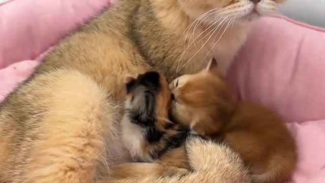 Мои кошечки