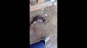 ортодоксия третье и четвёртое положение