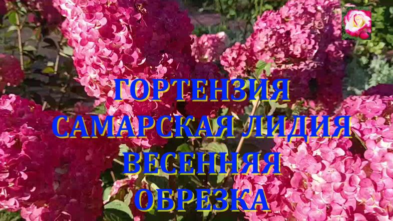 ОБРЕЗКА ГОРТЕНЗИИ САМАРСКАЯ ЛИДИЯ