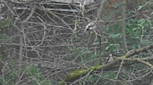 Сойка и дятел на ветках дерева. Архив июль 2024. 548876458. DSCN5640