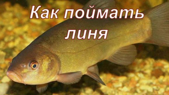 Как поймать линя. Снасть, прикормка, наживка. смотреть онлайн