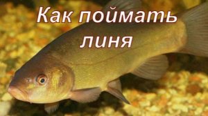 Как поймать линя. Снасть, прикормка, наживка.