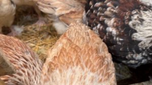 Пятое апреля. Полдник