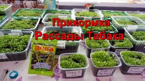 Здравень! вторая Прикормка рассады Табака.